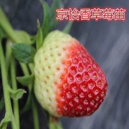 【丽雪草莓苗、丽雪草莓苗多少钱】-