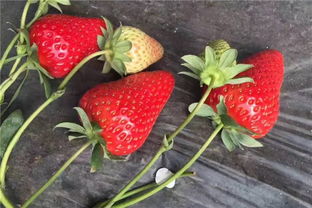 江西吉安温室草莓苗 卖家热线
